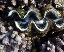 Image result for Clam Norway