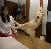 Image result for Funny Cats Jumping