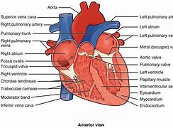 Image result for 4 Inch Heart Template