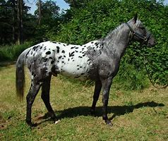Image result for Blue Appaloosa Horse