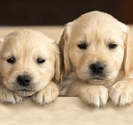 Image result for Adorable Dog Breeds Puppies