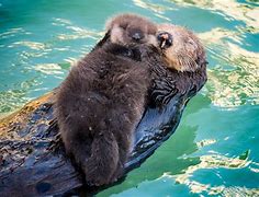 Image result for Sea Otter with Baby