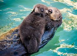 Image result for Monterey Bay Aquarium Sea Otters