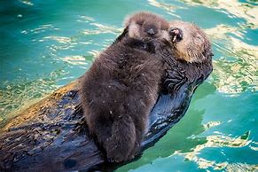 Image result for Otter with Baby
