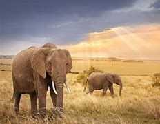 Image result for Masai Mara Reserve Kenya