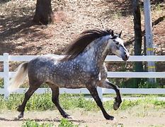 Image result for Medieval War Horse Breeds