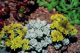 Image result for Sedum spathulifolium Cape Blanco