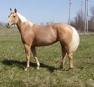 Image result for American Quarter Horse