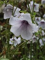 Image result for Codonopsis ovata