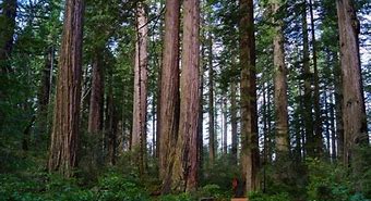 Image result for Redwood Range