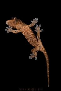 Image result for Rhacodactylus
