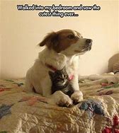 Image result for Cats and Dogs Funny Animal Memes