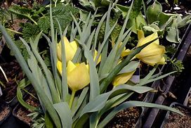 Image result for Tulipa linifolia
