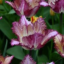 Image result for Tulipa Colour Fusion