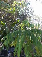 Image result for Curry Tree