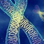 Image result for Human DNA Chromosome