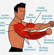 Image result for Female Arm Muscles Straight Out