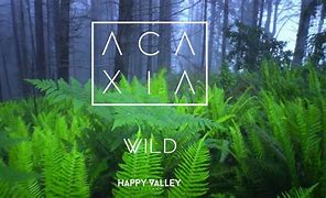Image result for acaxia