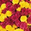 Image result for Chrysanthemum Desktop Wallpaper