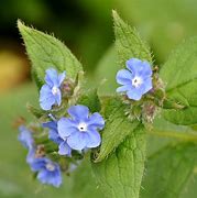 Image result for Arizona Blue Flowers