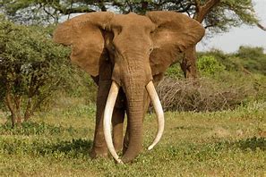 Image result for Largest Elephant Recorded
