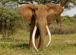 Image result for Largest Elephant in the World