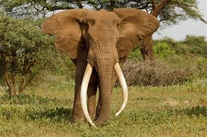 Image result for Biggest African Elephant