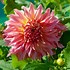 Image result for Dahlia Penhill Watermelon