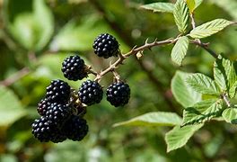 Image result for BlackBerry Leaves