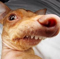 Image result for Dog Meme Face Big Nose