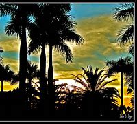 Image result for Miami Palm Trees