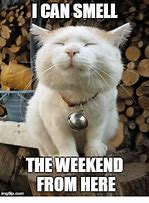 Image result for Happy Hour Cat Meme