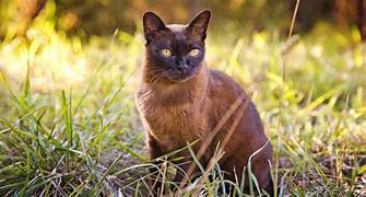 Image result for Chocolate Brown Cat Fluffy