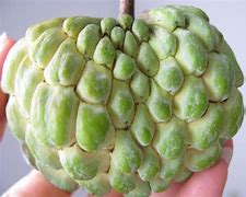 Image result for Sugar Apple Inside