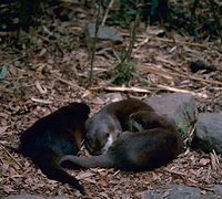 Image result for Southern River Otter