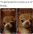 Image result for Heckin Doggo Meme