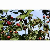 Image result for Rubus Dirksen Thornless