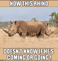 Image result for Meursault Rhino Meme