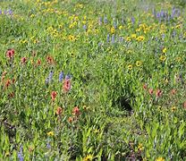 Image result for Wildflower Cases Printable