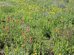 Image result for Blair Wildflower Case