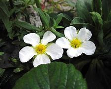 Image result for Fragaria chiloensis
