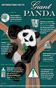 Image result for Giant Panda Bear Facts