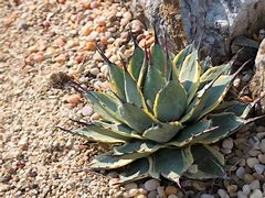Image result for agave