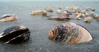 Image result for Ocean Quahog Iceland