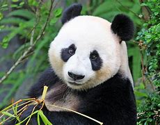 Image result for Panda Zivotinja