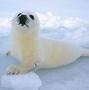 Image result for Baby Seal Pup