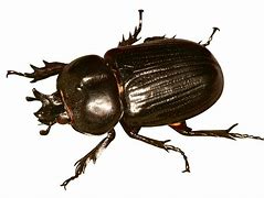 Image result for Beetle Transparent