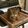 Image result for Pizza Memes Clean