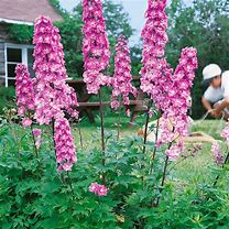 Image result for Delphinium Astolat (Pacific-Giant-Group)