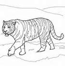 Image result for Biggest Siberian Tiger